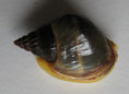 /products/nassarius-pullus-/